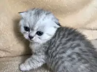 Шотландские вислоухие котята, фотография 2
