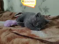 Продаю шотландских вислоухих и прямоухих котят, фотография 5