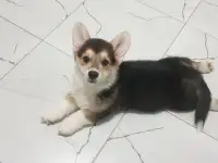 Самые дружелюбные коржики, фотография 9