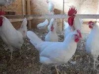 куры несушки  доставка по району, фотография 2