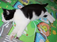 Домашний котенок 4мес. Умный, чуткий, заботливый, веселый, разговаривает, фотография 8