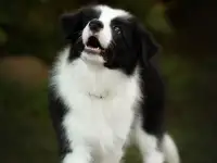 Продаются щенки Бордер-Колли, фотография 3