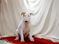 Бультерьера щенки