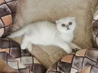 Продам котенка, фотография 3