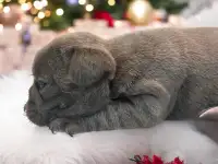 Щенки французского бульдога, фотография 6