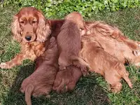 Щенки кокер спаниеля, фотография 4