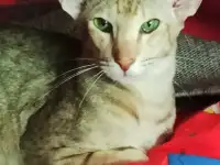 Ориентальные коты
