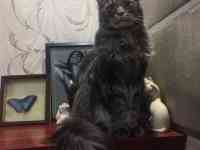 Породистый котенок Мейн-кун, фотография 4