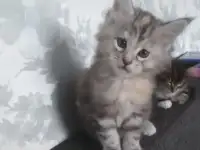 Котята мейн-кун, фотография 2