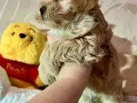 Щенки Мальтипу, фотография 6