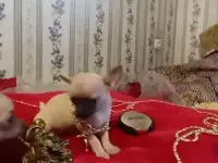 Чихуахуа мини девочка щеночек, фотография 2