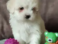 Мальтийская болонка мальчик. Мальтезе