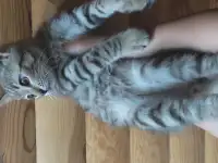 Котенок в дар, фотография 3