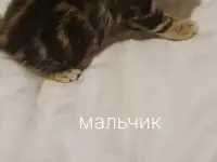 Шотландские котята, фотография 4