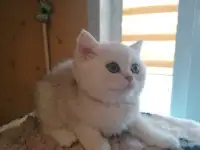 породистый британский котёнок