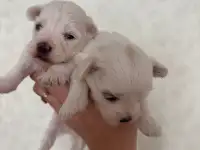 Мальтийской болонки щенки