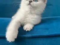 Британские котята, фотография 2