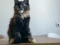 Котёнок Мейнкун