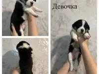 Щенки метисы корги, фотография 6