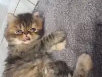 Персидские котята, фотография 2
