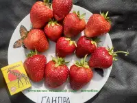 CАЖЕНЦЫ КЛУБНИКИ -50 сортов - купить в Гродно и Могилеве  с питомника, фотография 5