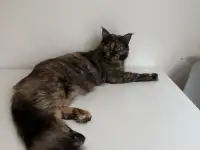 Котята мейн-кун, фотография 6