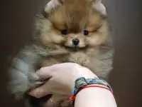 Померанский шпиц, щенки. Мальчики, фотография 8