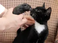 Котята в дар. Бесплатно в хорошие руки, фотография 11