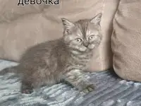 Котята, фотография 4