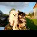 Померанский Шпиц