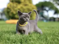 Котенок Европейской Бурмы голубого окраса, фотография 5