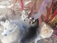 Продам щенков хаски., фотография 2