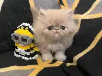 Котенок персидский