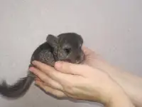 Шиншилла. Девочка., фотография 2