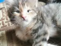 Котята в дар, фотография 6