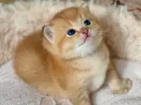 ЗОЛОТАЯ ШИНШИЛЛА шотландские котята, фотография 3