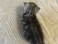 Шотландские котята, фотография 6