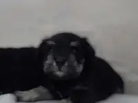 Щенки цвергшнауцера