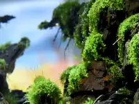 Аквариумные растения Монте Карло (Micranthemum sp. Monte Carlo, фотография 3
