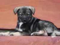 Щенок в добрые руки, фотография 2