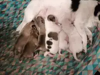 Чихуахуа щенки