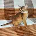 Абиссинский котенок, фотография 6