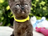 Котёнок Европейской бурмы, фотография 9