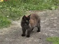 Отдам кошечку в добрые