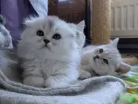 Котята страйты и фолды., фотография 3