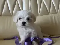 Мальтийская болонка мини
