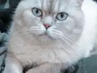 Шотландские котята, фотография 6
