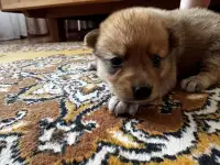 Щенки финского шпица