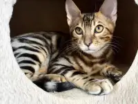 Бенгальский котенок (мальчик)