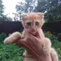 шотландские котята, фотография 5